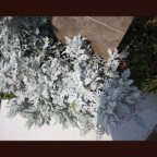 植栽 下草 シロタエギク