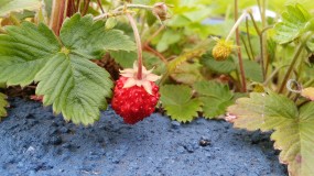 かわいい植物 食用 栽培