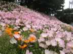 ヒルザキツキミソウ 月見草 ピンク 春 花 5月