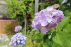 アジサイ 紫陽花 庭