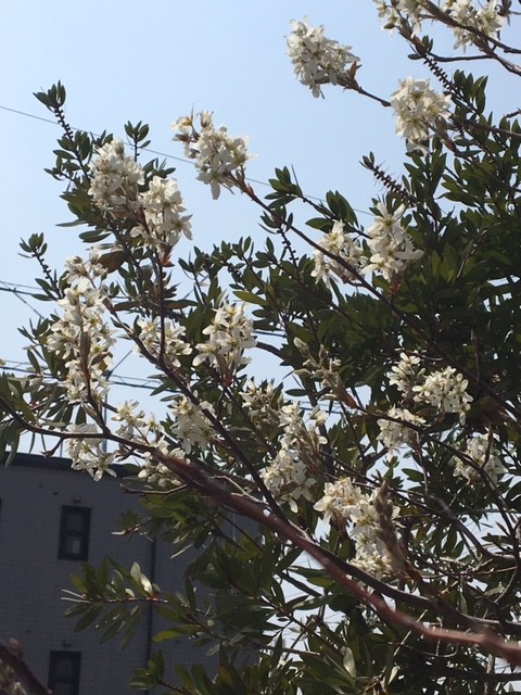 植栽　ガーデニング　白い花