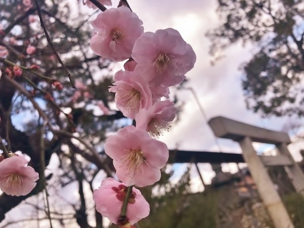 3月 平成31年 ウメ