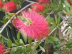 ブラシノキ 花 赤 南国風 植物 庭