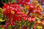 ナナカマド紅葉