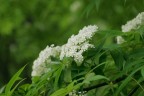 ナナカマド花
