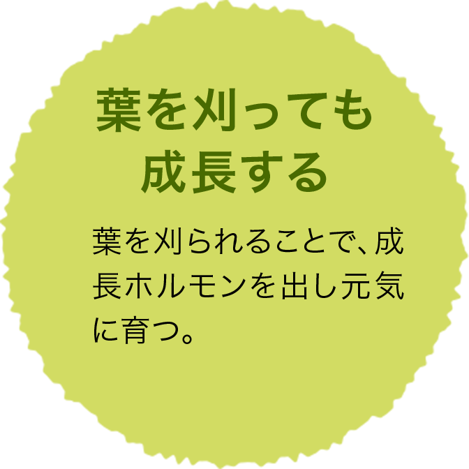 葉を刈っても成長する