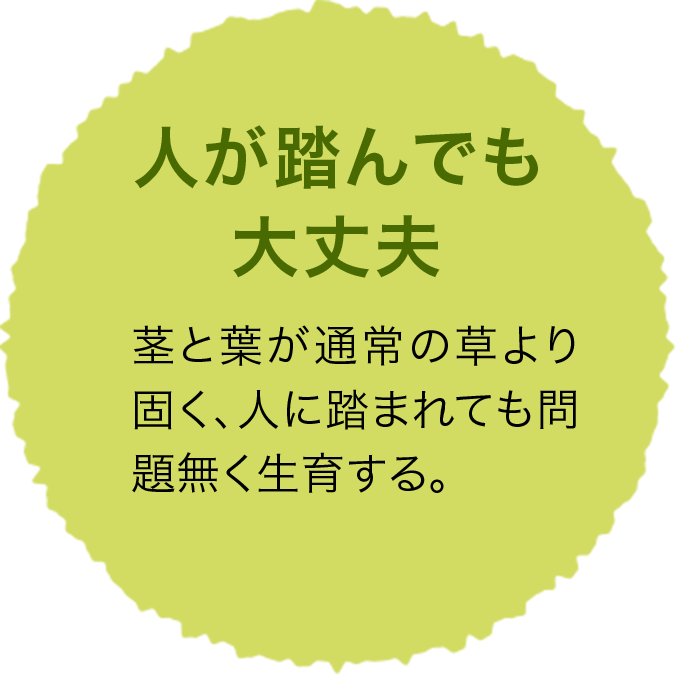 人が踏んでも大丈夫