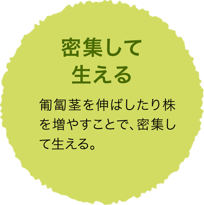 密集して生える