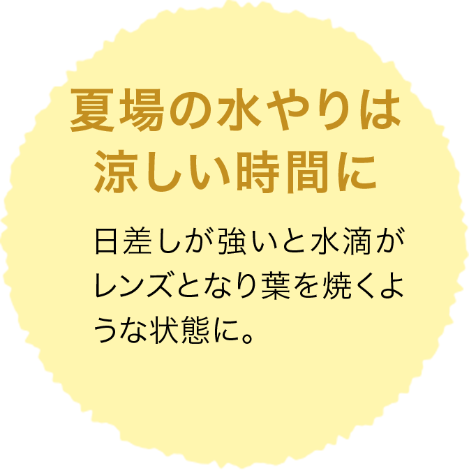 夏場の水やりは涼しい時間に