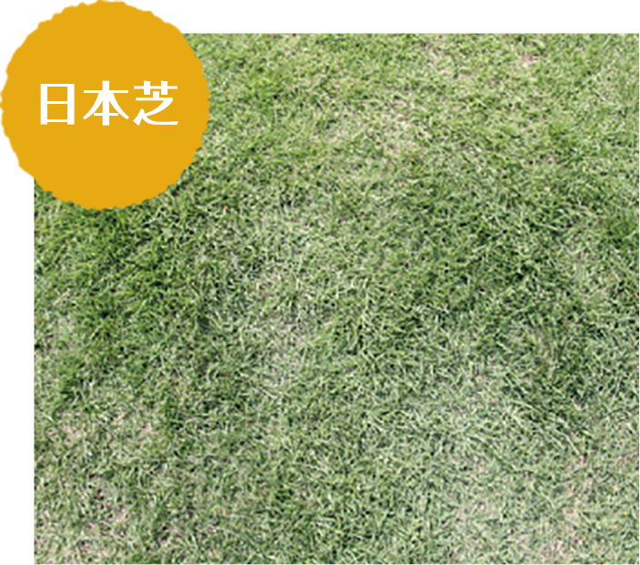 芝の種類とお手入れ 愛知県名古屋市 外構 エクステリア とお庭工事はディーズガーデン
