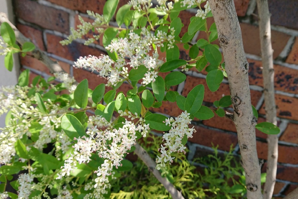 プリペットの花が咲き始めました