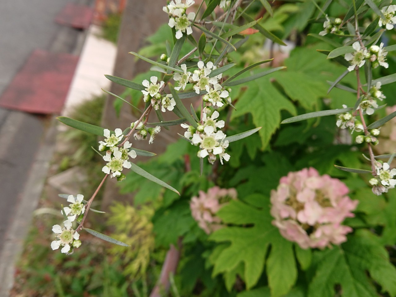 ティーツリー ウェービング 花が咲きました