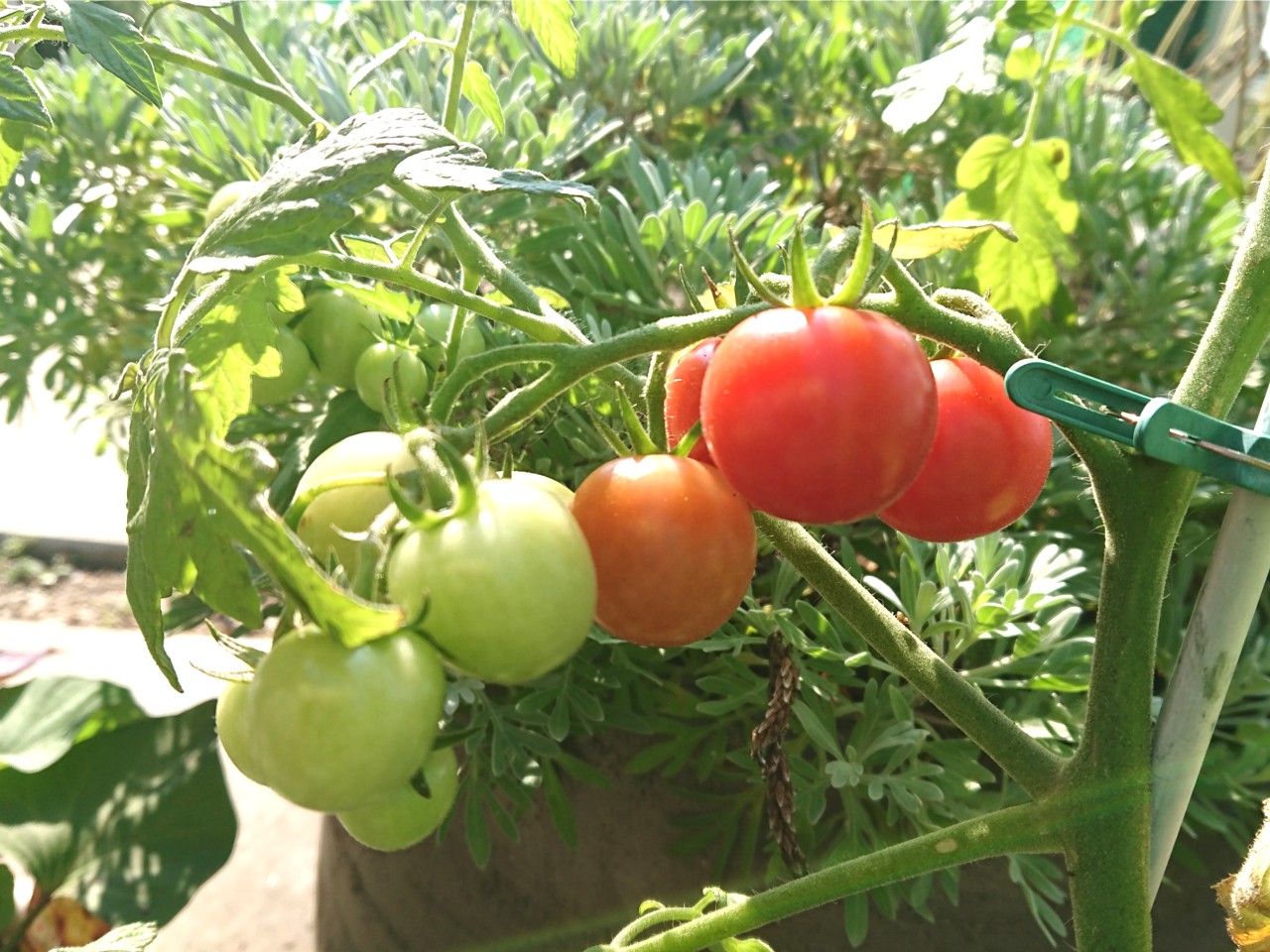 家庭菜園 ミニトマト