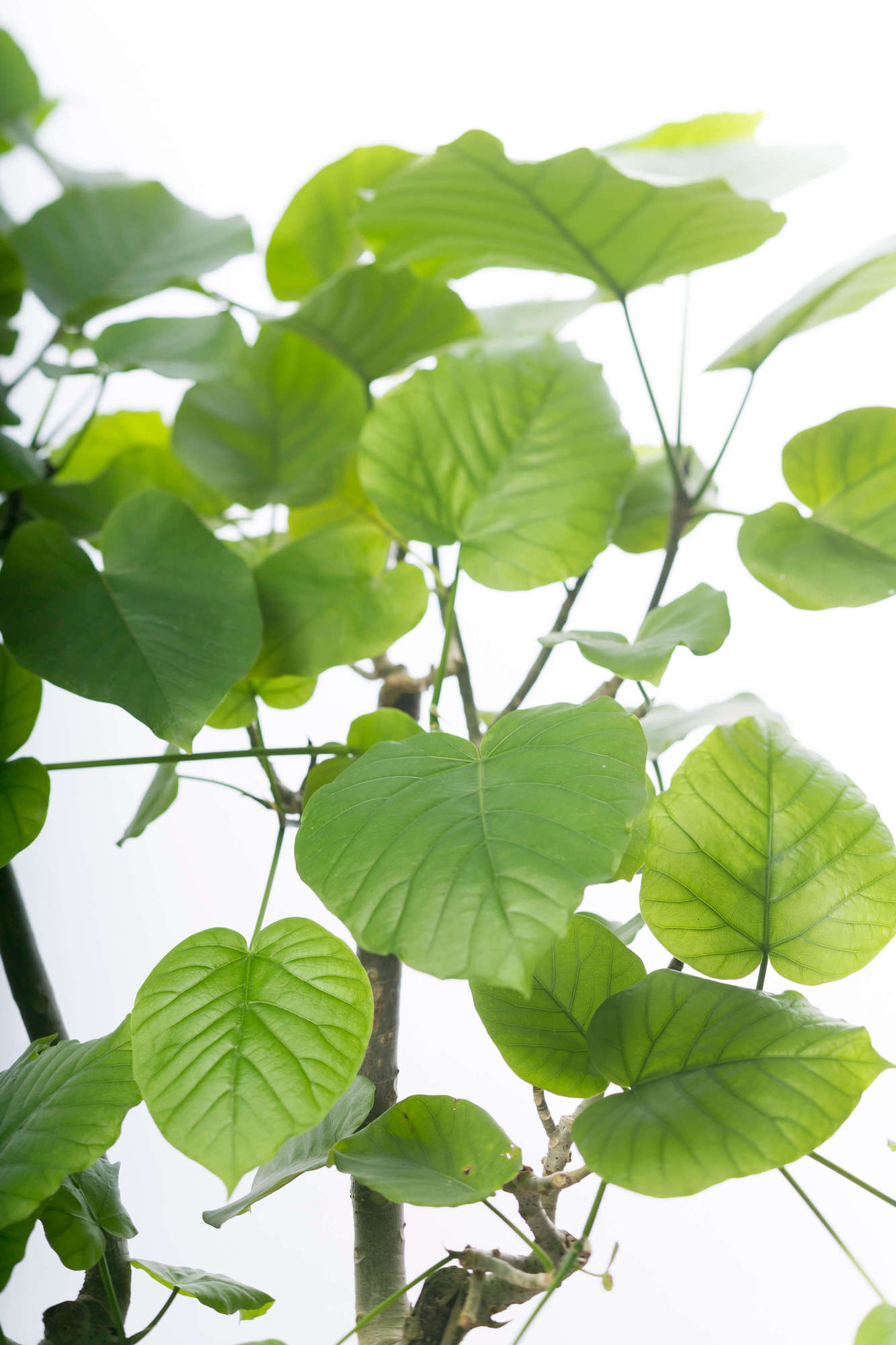 フィカス・ウンベラータ 観葉植物 | 愛知県名古屋市外構ディーズガーデン|愛知県名古屋市 | 外構（エクステリア）とお庭工事はディーズガーデン