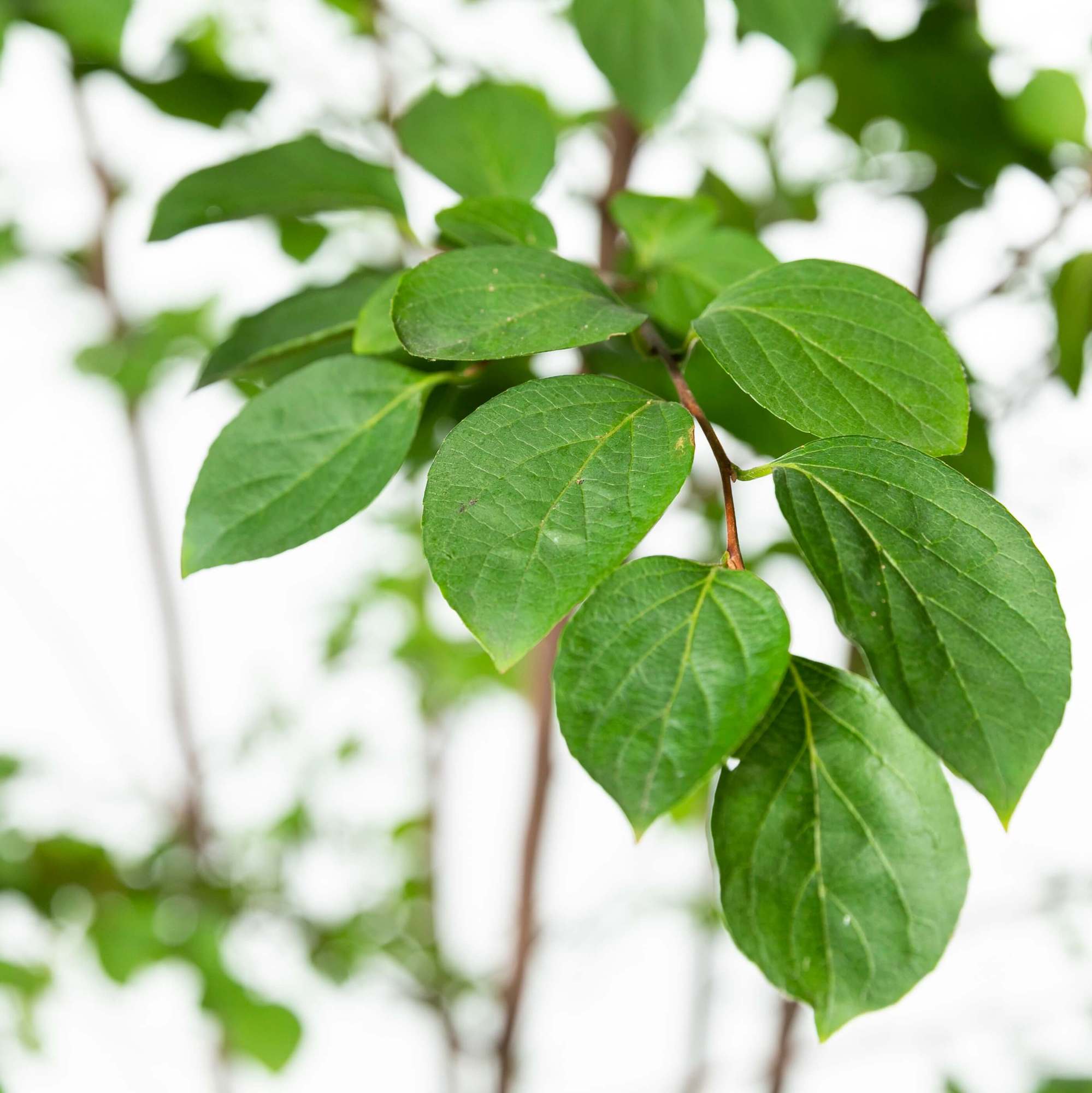 エゴノキ、落葉高木、植栽、庭木、葉