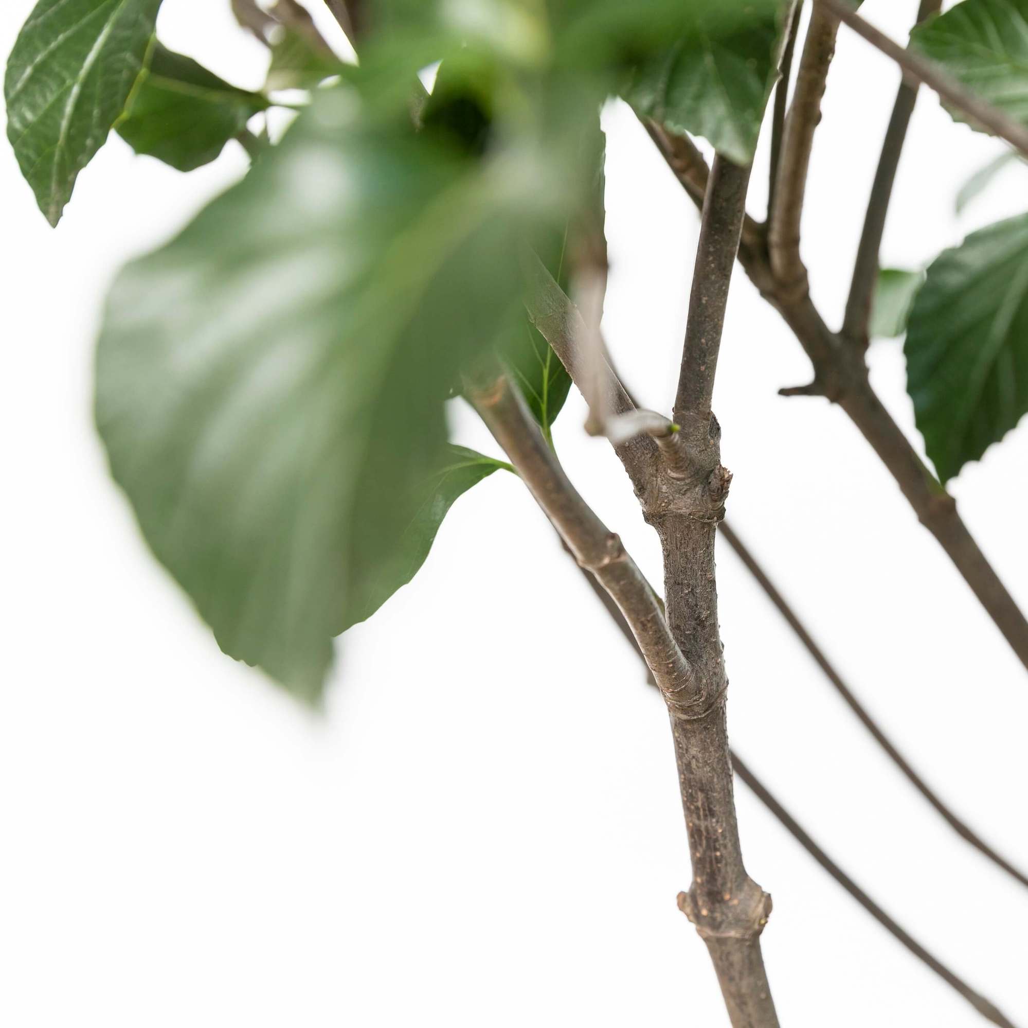 ハクサンボク（白山木）植栽 | 愛知県名古屋市外構ディーズガーデン
