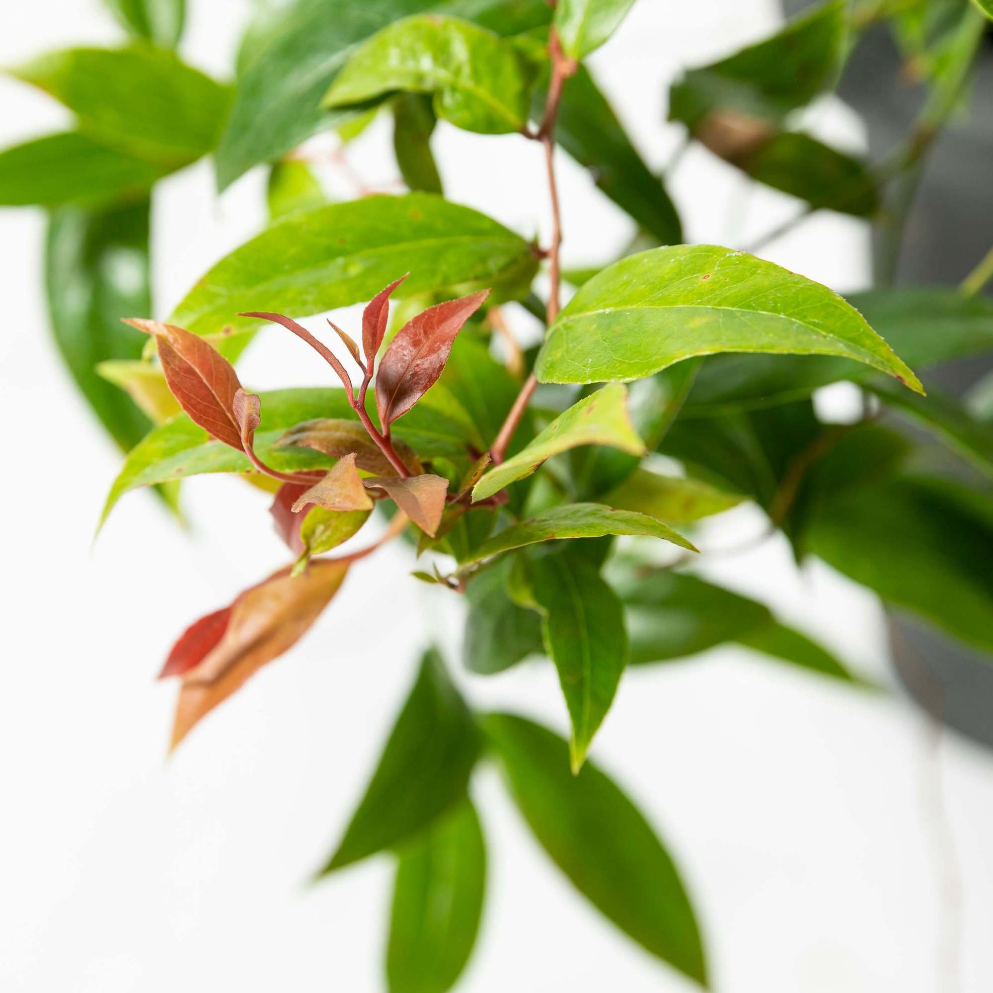 セイヨイワナンテンアキシラリス　植栽　ガーデン