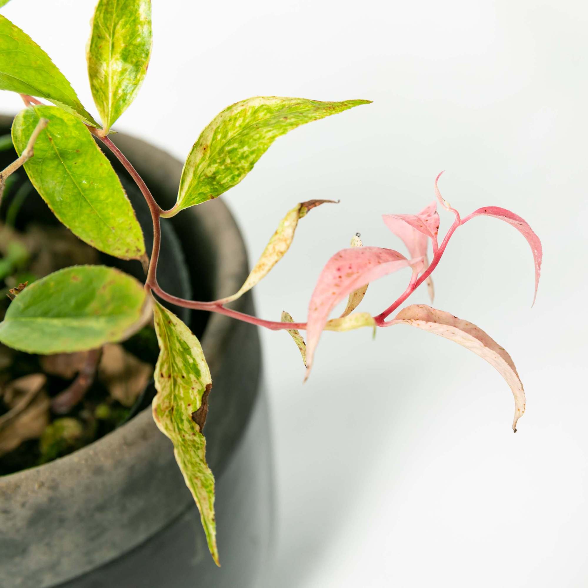 セイヨイワナンテンアキシラリス　植栽　ガーデン　葉