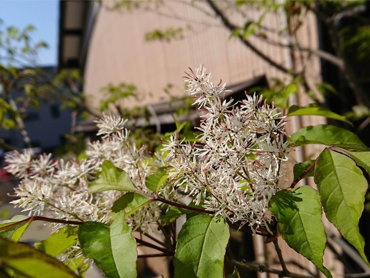 アオダモ 青梻 植栽 愛知県名古屋市外構ディーズガーデン 愛知県名古屋市 外構 エクステリア とお庭工事はディーズガーデン