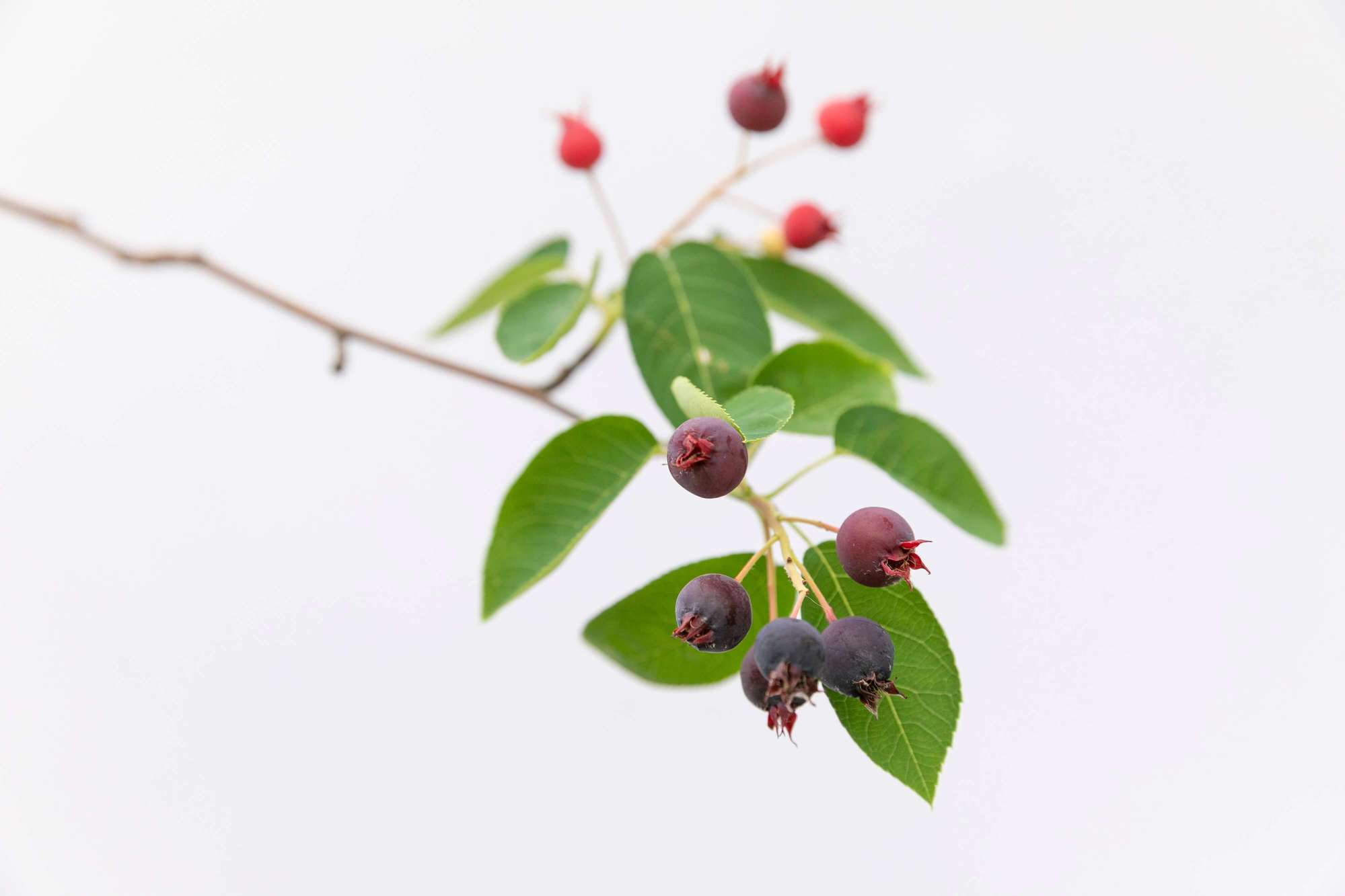 庭木 果樹 植栽 ジューンベリー 花木