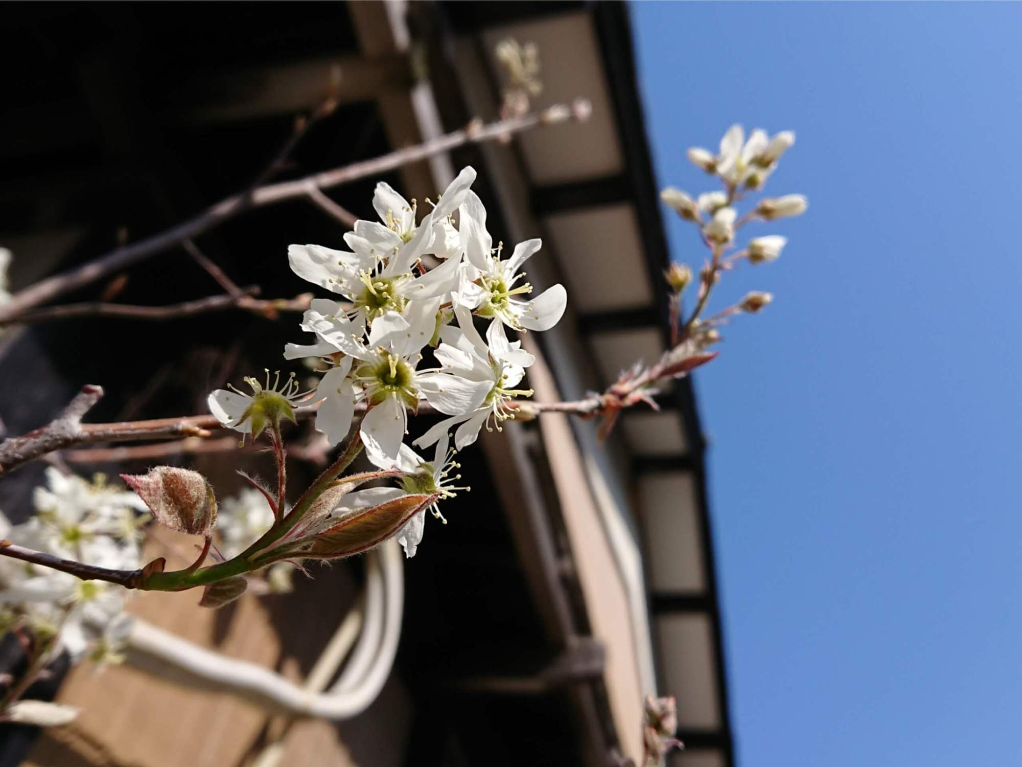 庭木 果樹 植栽 ジューンベリー 花木