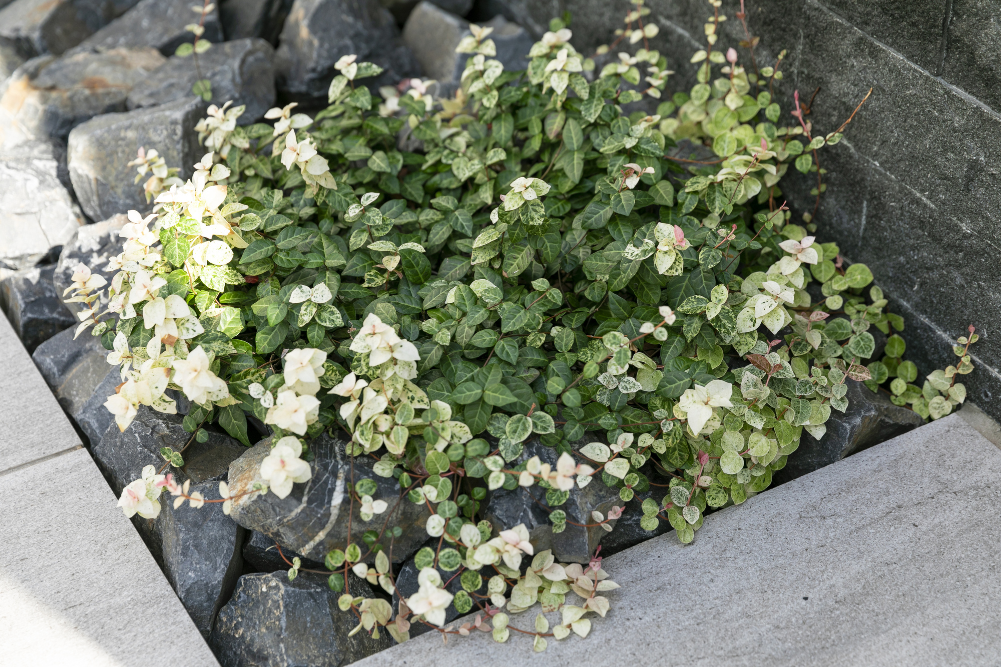 植栽 下草 グランドカバー 庭  ハツユキカズラ