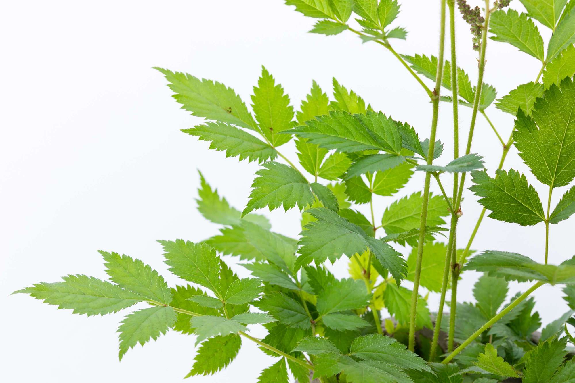 アスチルベ 落葉多年草 植栽 下草