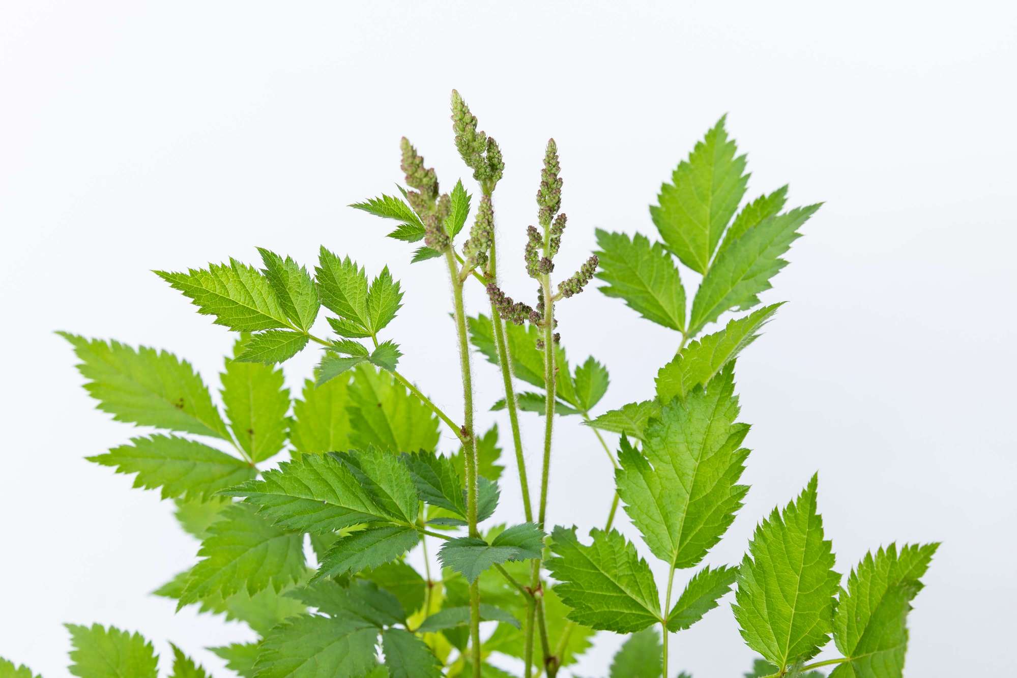 アスチルベ 落葉多年草 植栽 下草