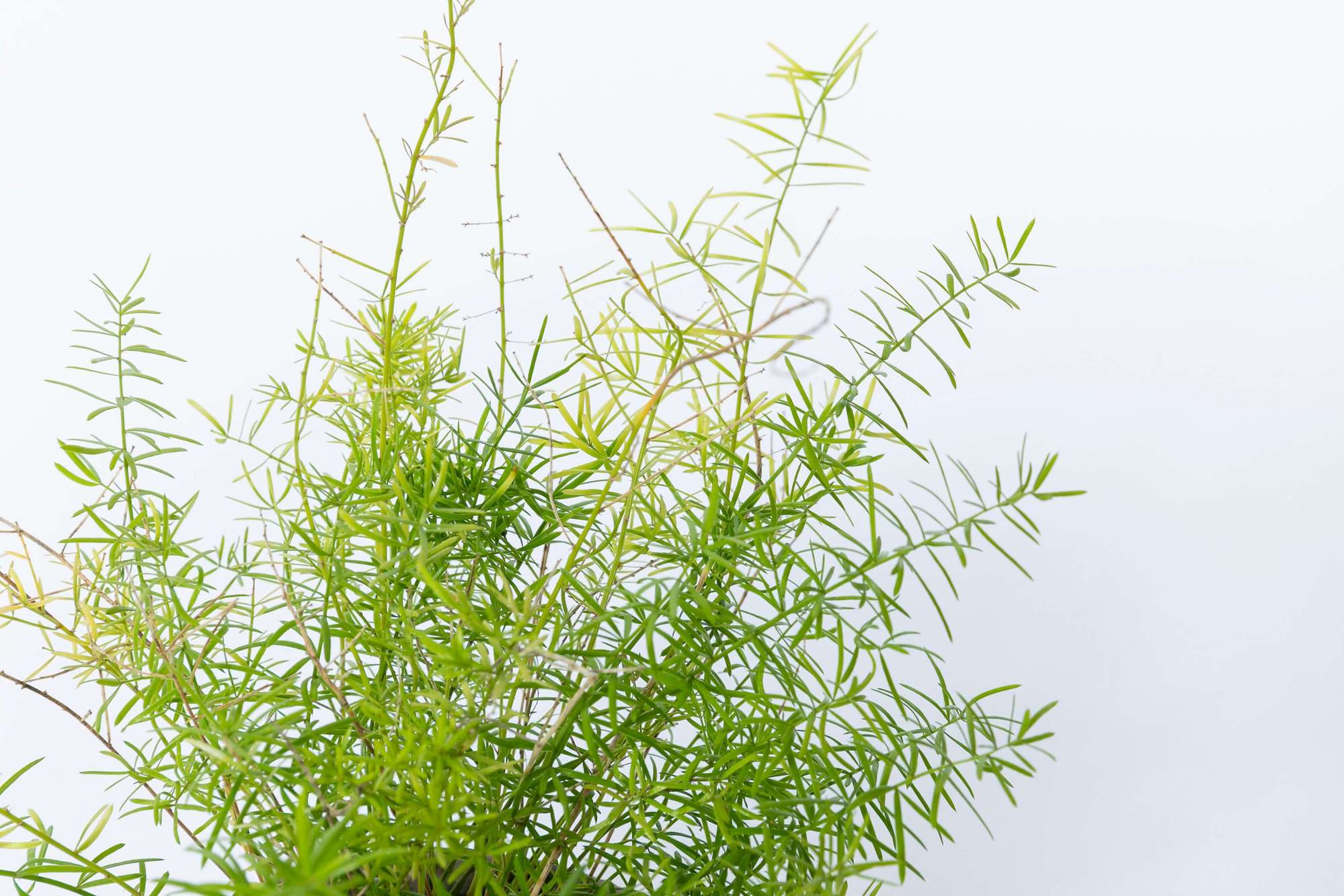アスパラガス・スプレンゲリー アスパラガススプレンゲリー 植栽 常緑多年草