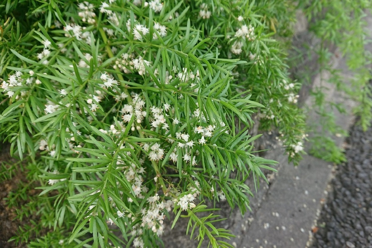 アスパラガス・スプレンゲリー アスパラガススプレンゲリー 植栽 常緑多年草