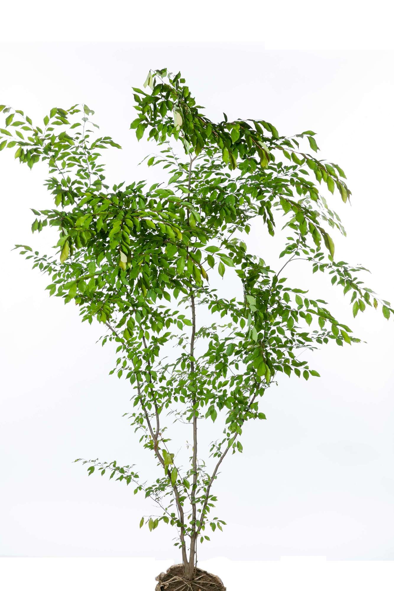 アブラチャン 落葉低木 クスノキ科 植栽