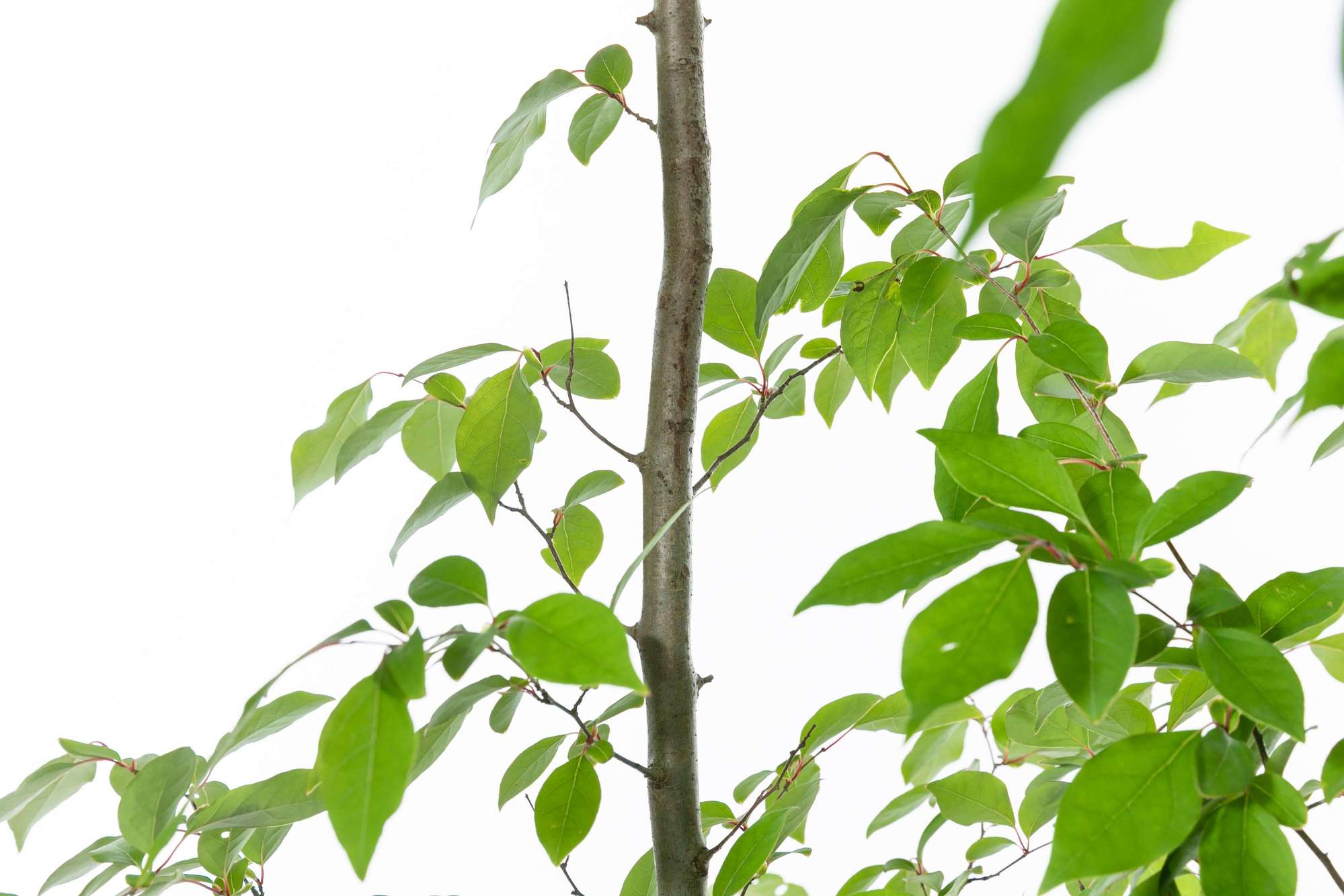 アブラチャン 落葉低木 クスノキ科 植栽