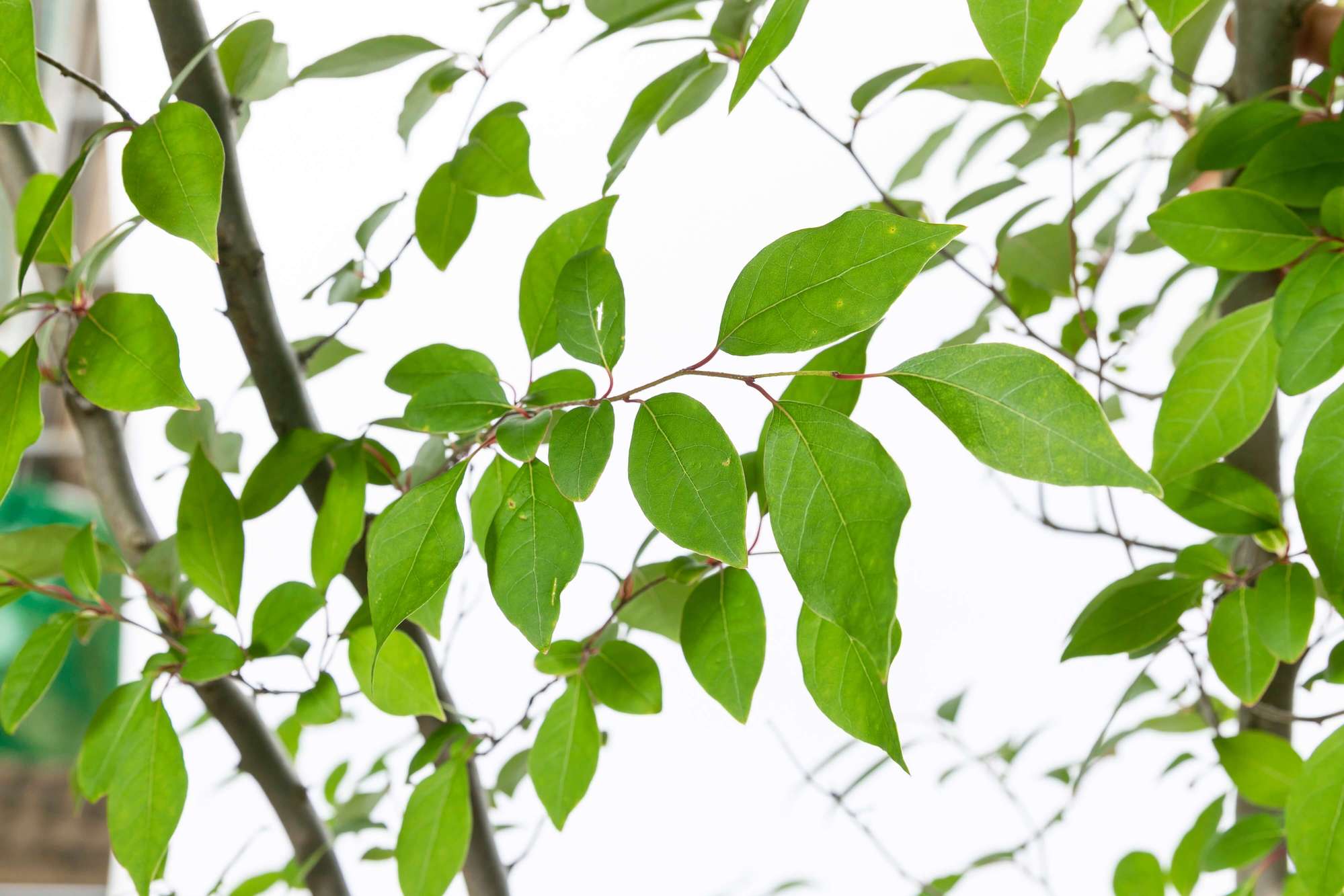 アブラチャン 落葉低木 クスノキ科 植栽