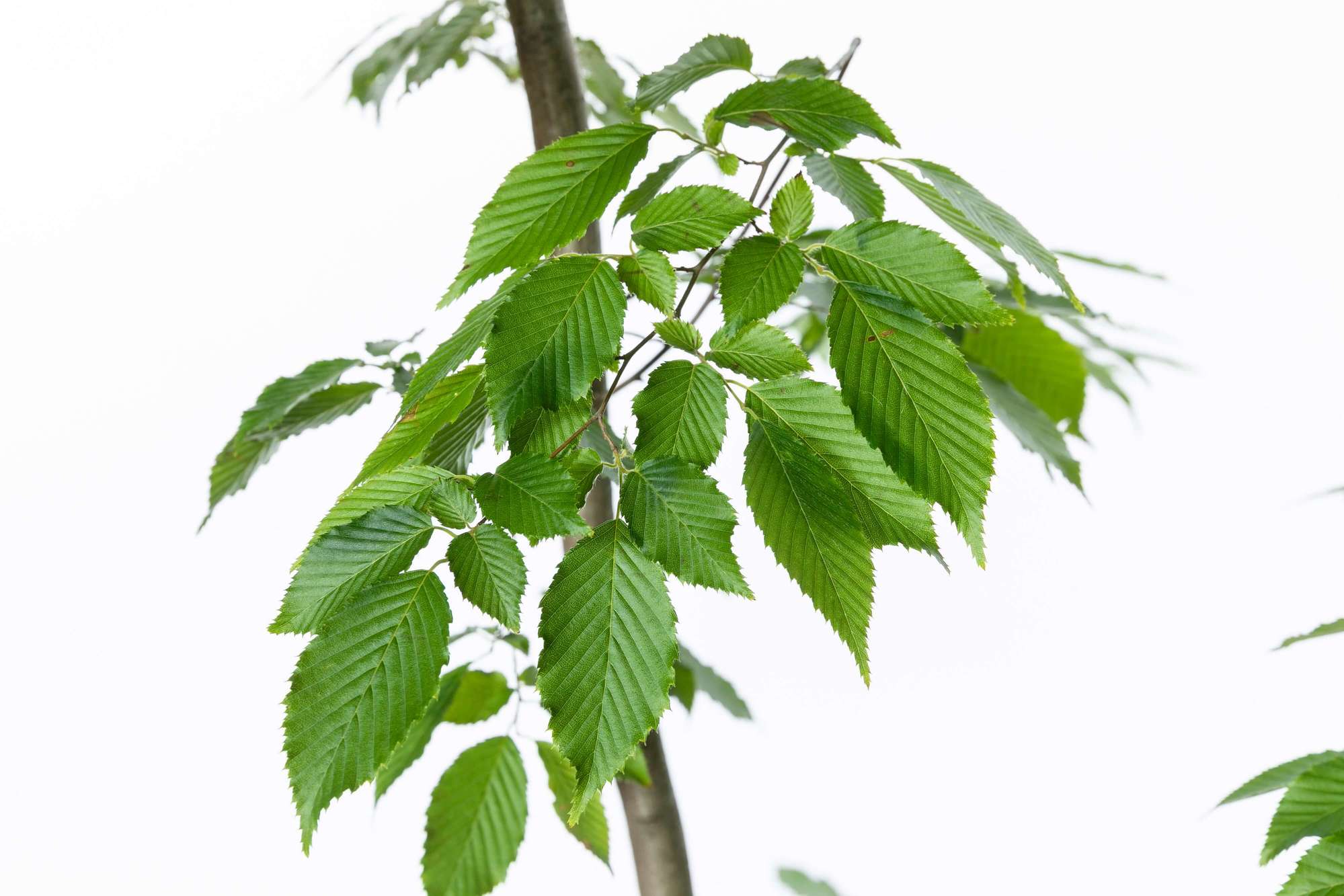 イヌシデ ソロ 落葉高木 庭木 植栽