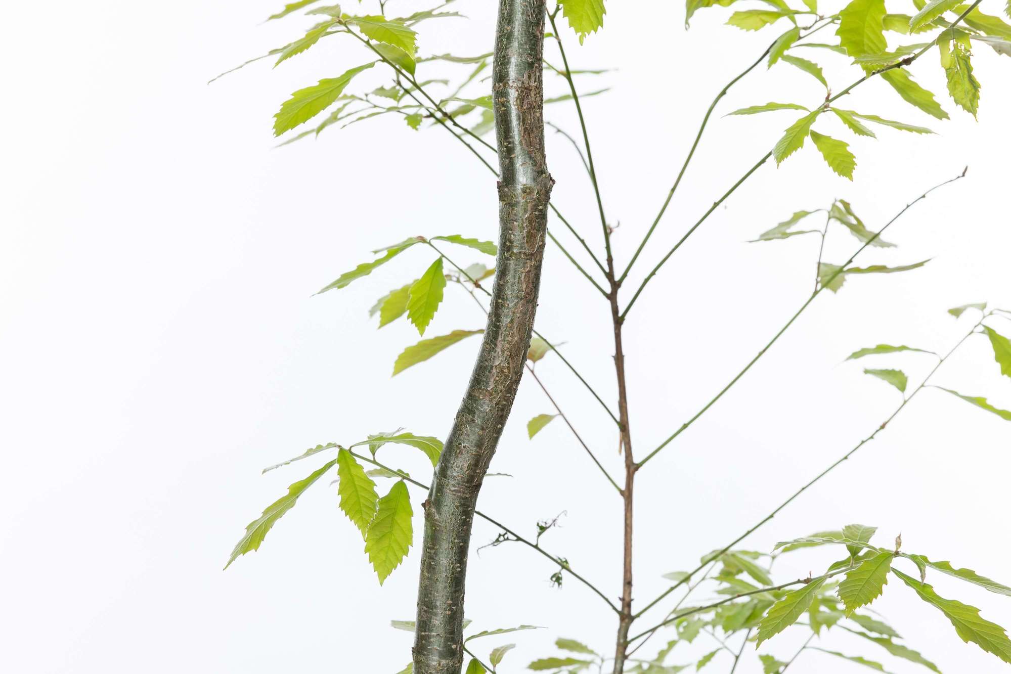 コナラ 落葉高木 雑木 ドングリ 植栽