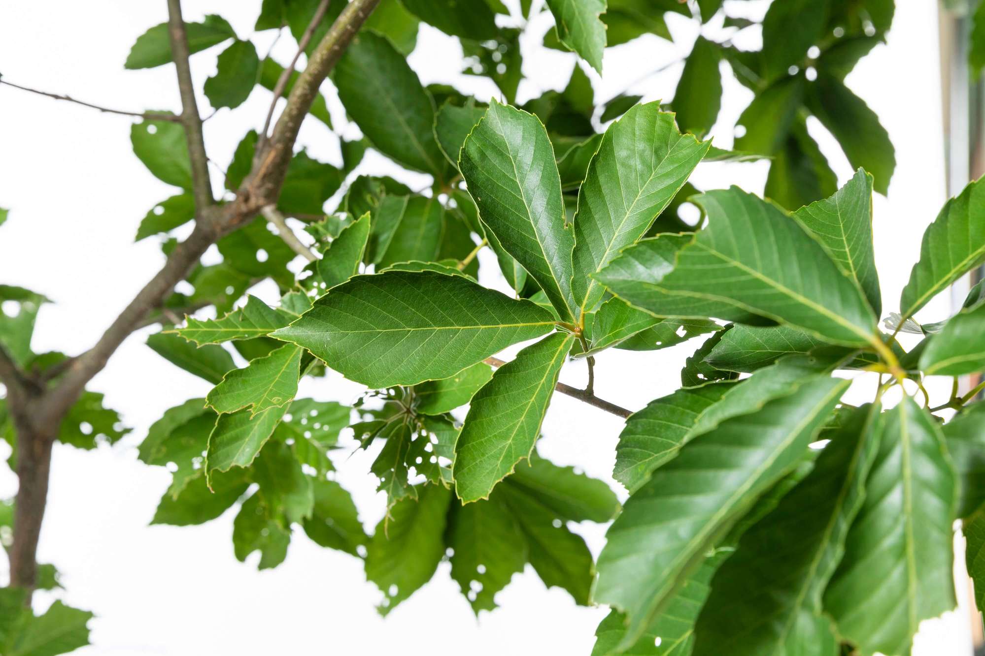 コナラ 落葉高木 雑木 ドングリ 植栽