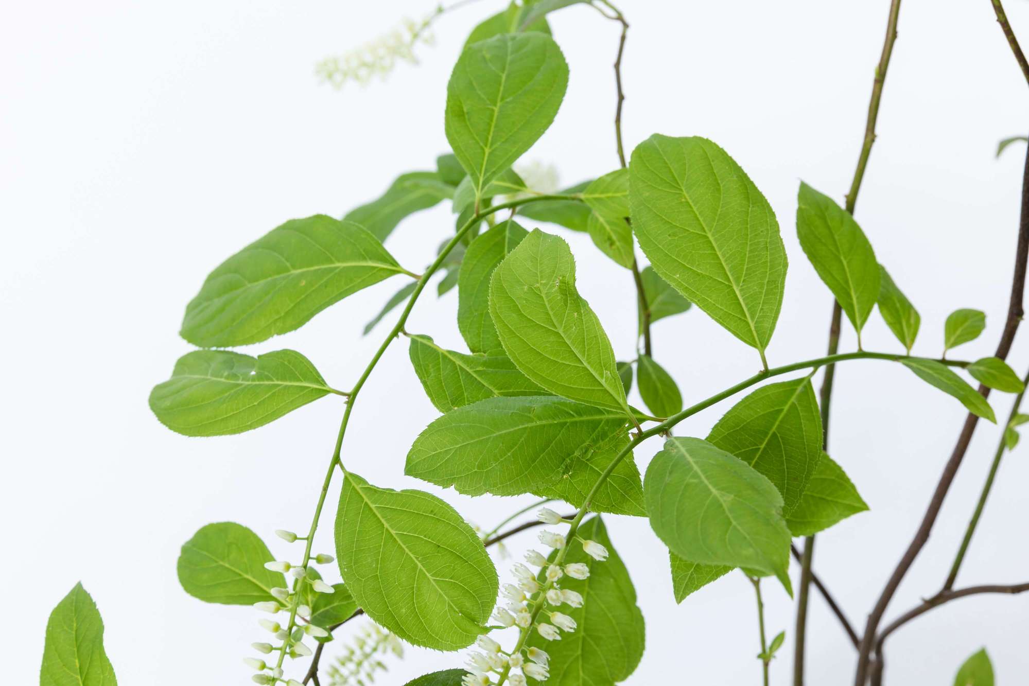 コバノズイナ 植栽 庭木 落葉低木 小葉の髄菜