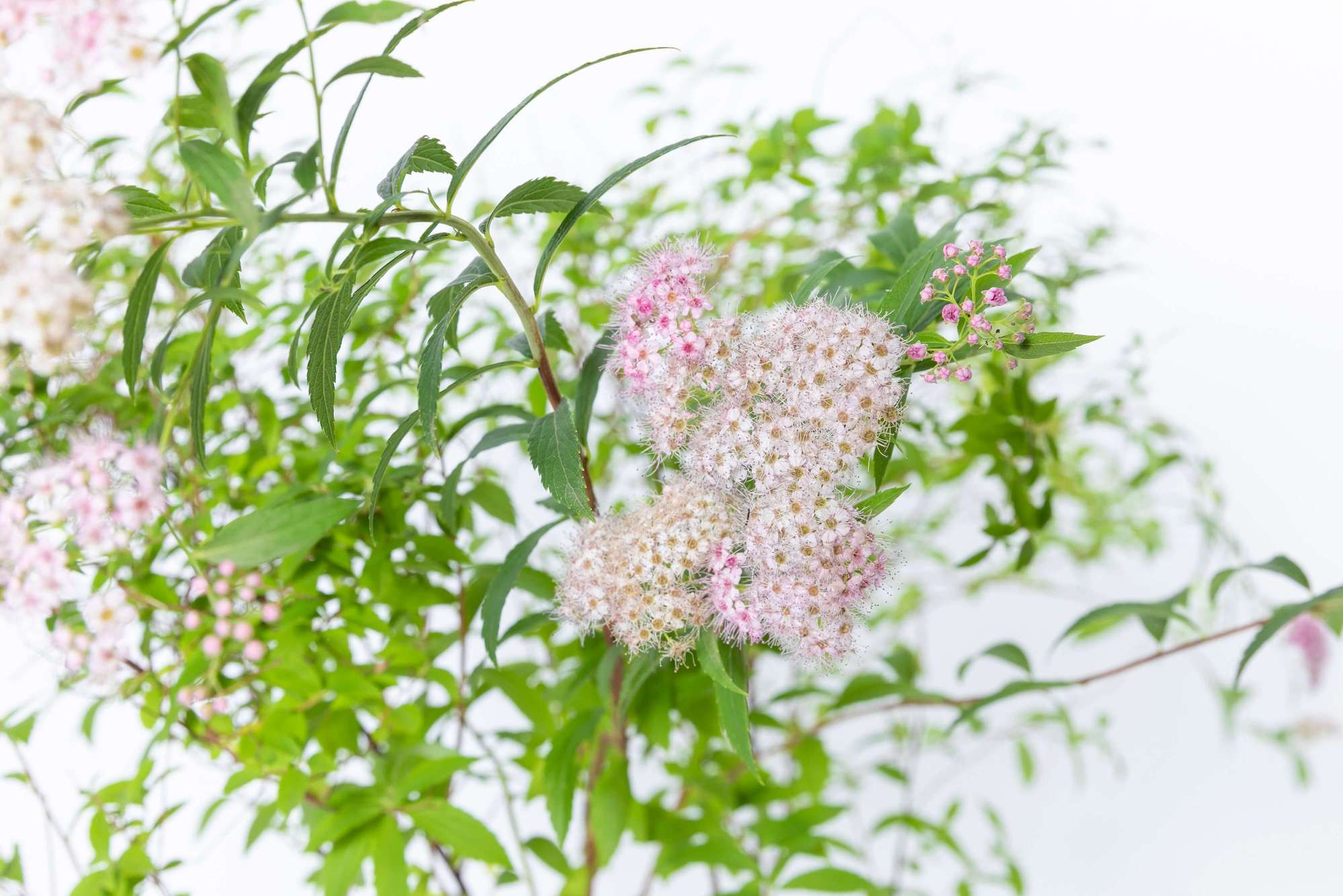 シモツケ 下野 庭木 植栽 落葉低木