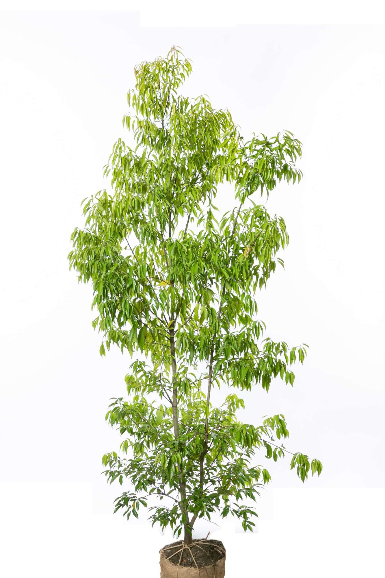 白樫 シラカシ 植栽 庭木 常緑高木