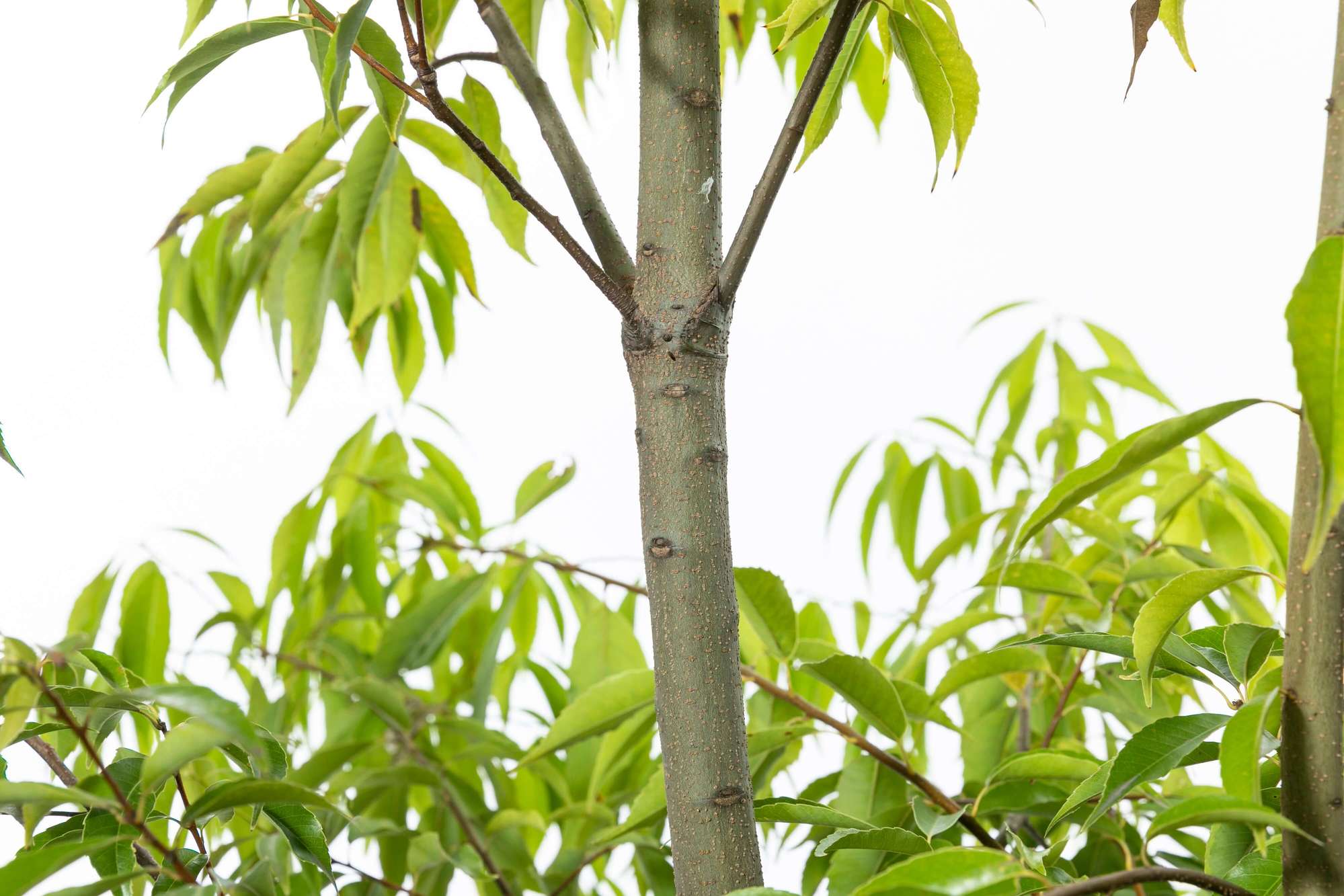 白樫 シラカシ 植栽 庭木 常緑高木