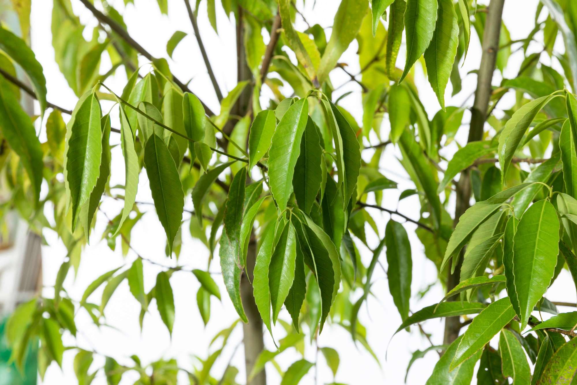 白樫 シラカシ 植栽 庭木 常緑高木