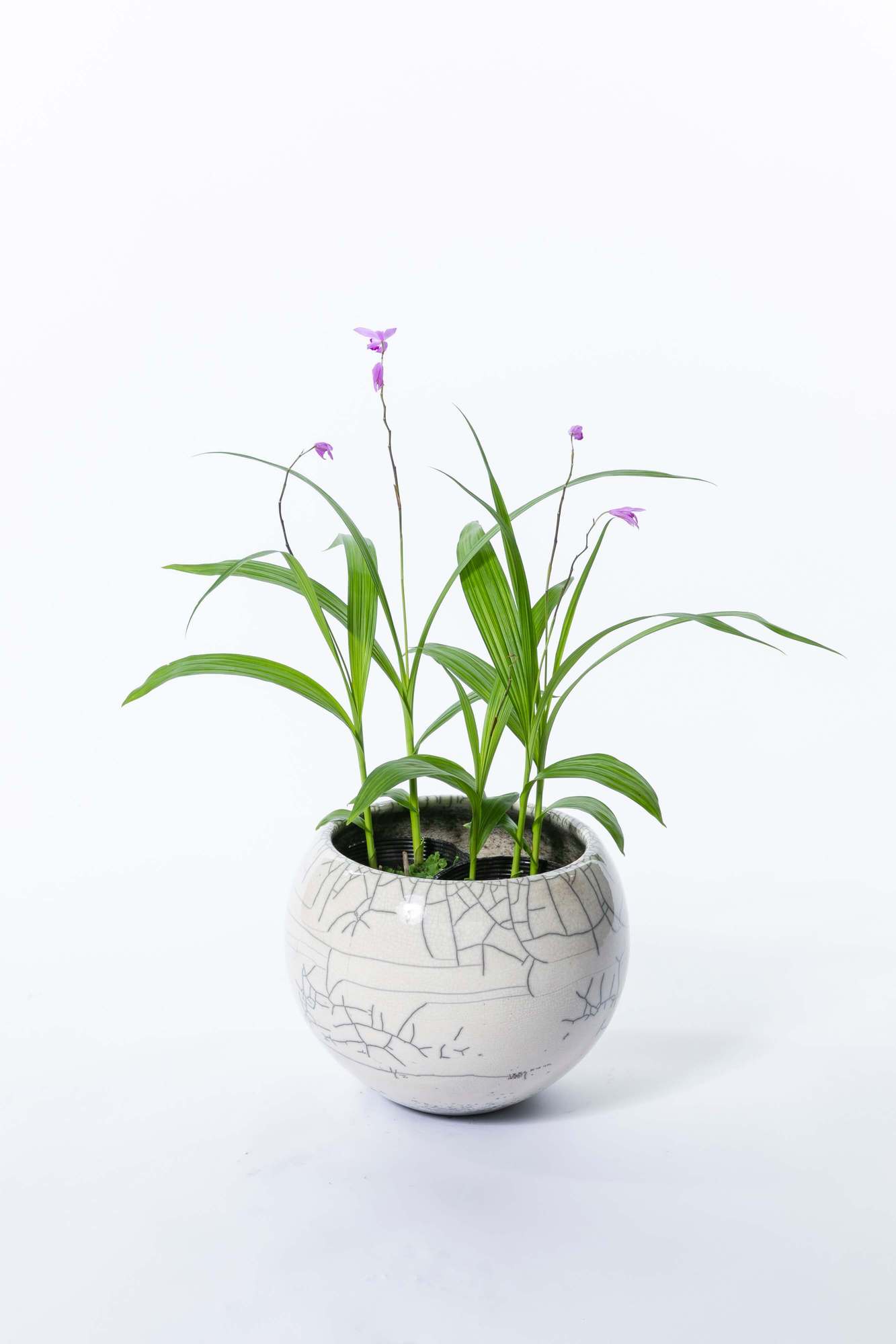 シラン 紫蘭 多年草 植栽 下草
