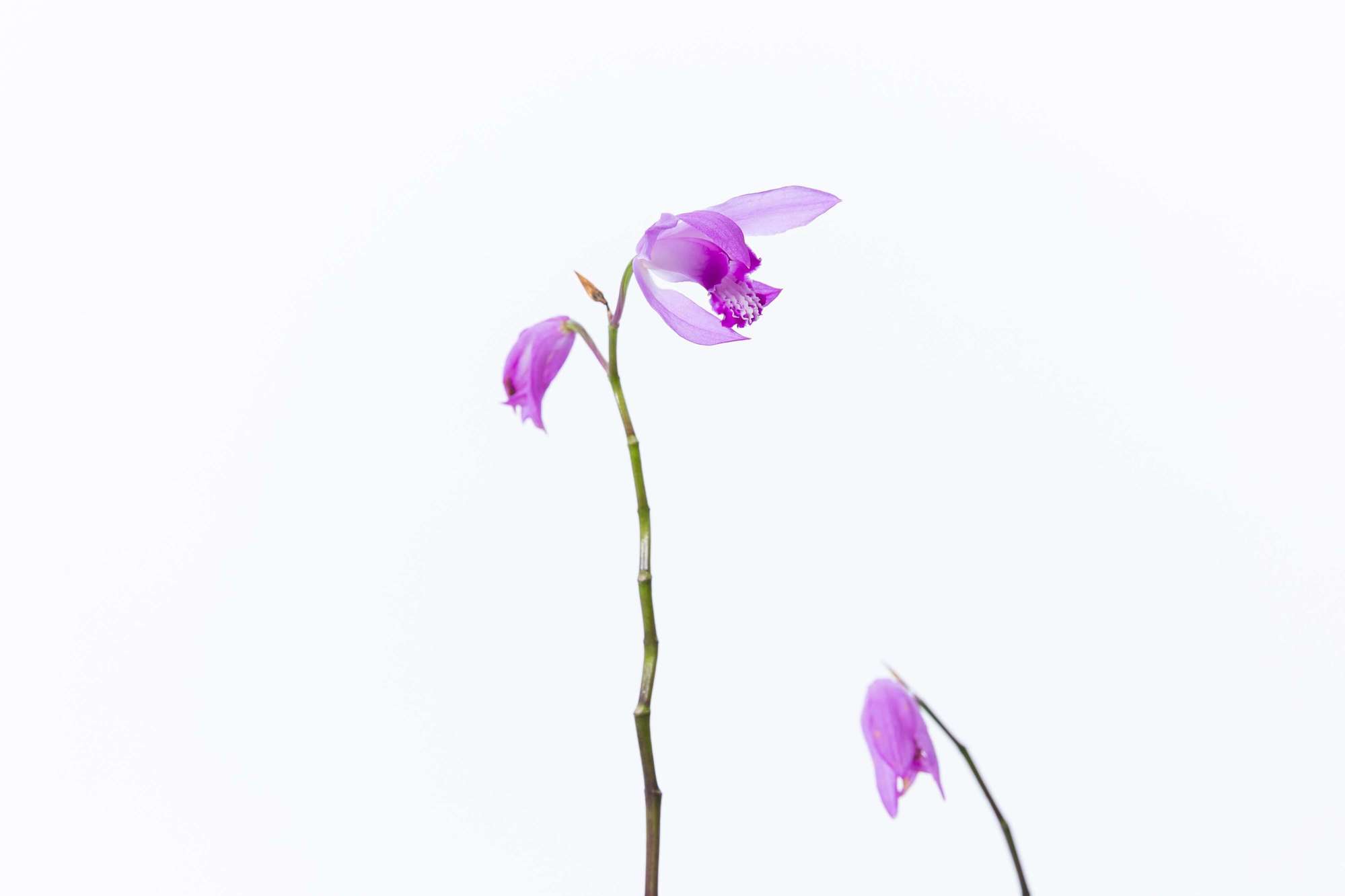 シラン 紫蘭 多年草 植栽 下草