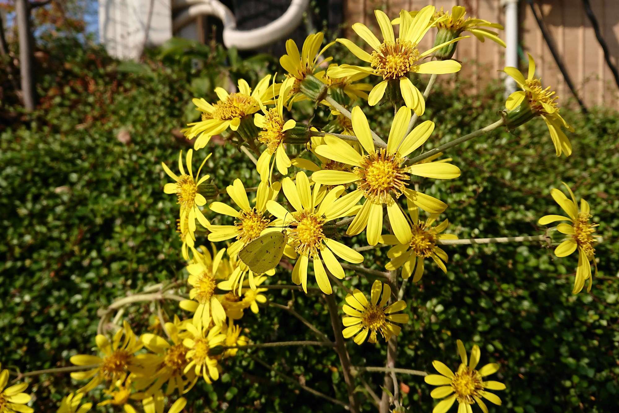 ツワブキ 石蕗 植栽 常緑多年草