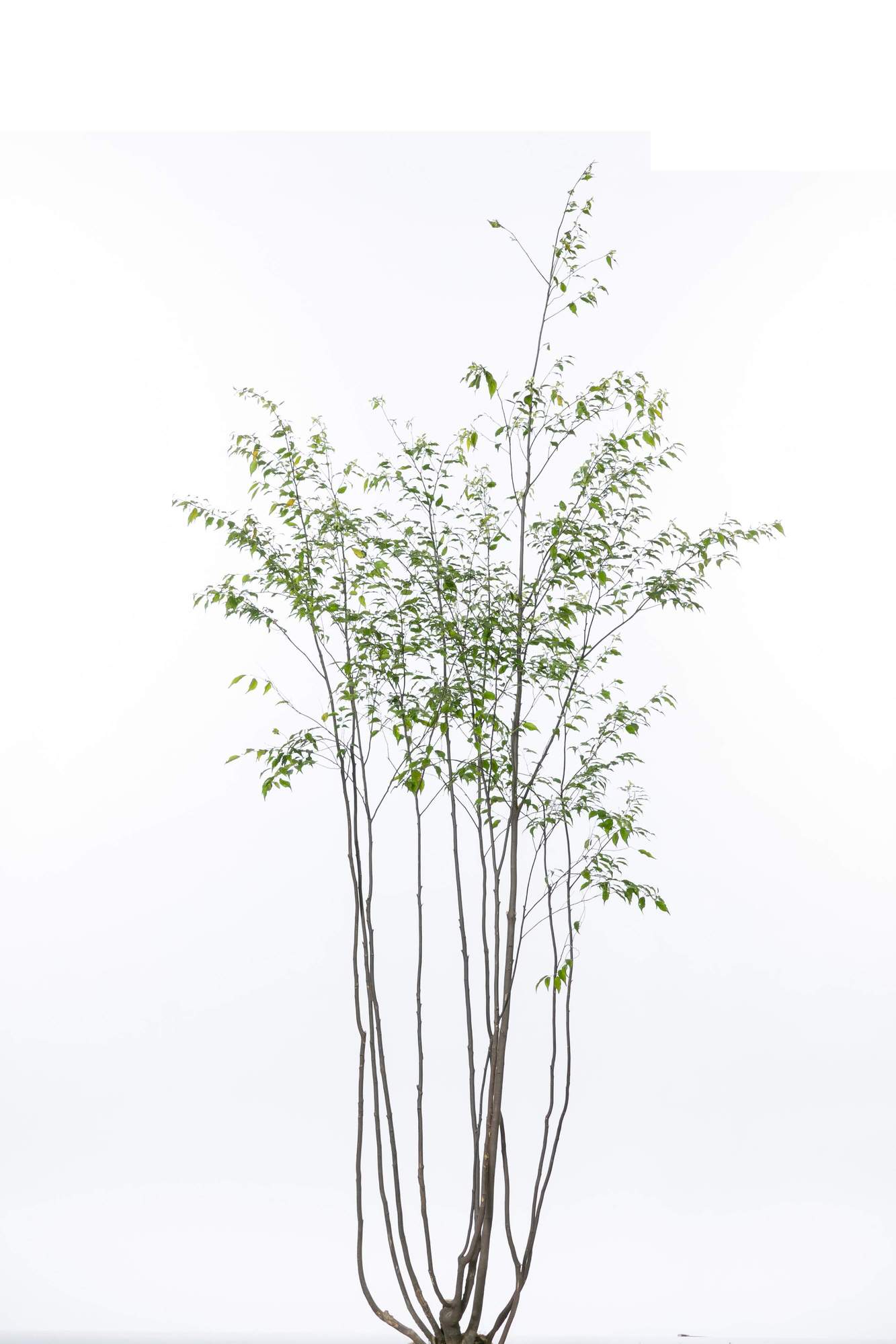 ハイノキ 灰の木 常緑高木 植栽 庭木 シンボルツリー