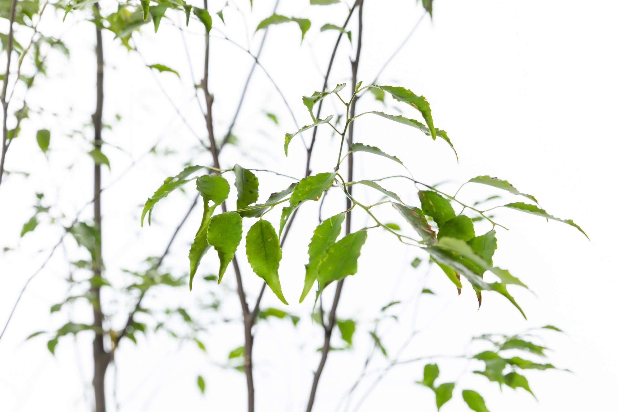 ハイノキ 灰の木 常緑高木 植栽 庭木 シンボルツリー