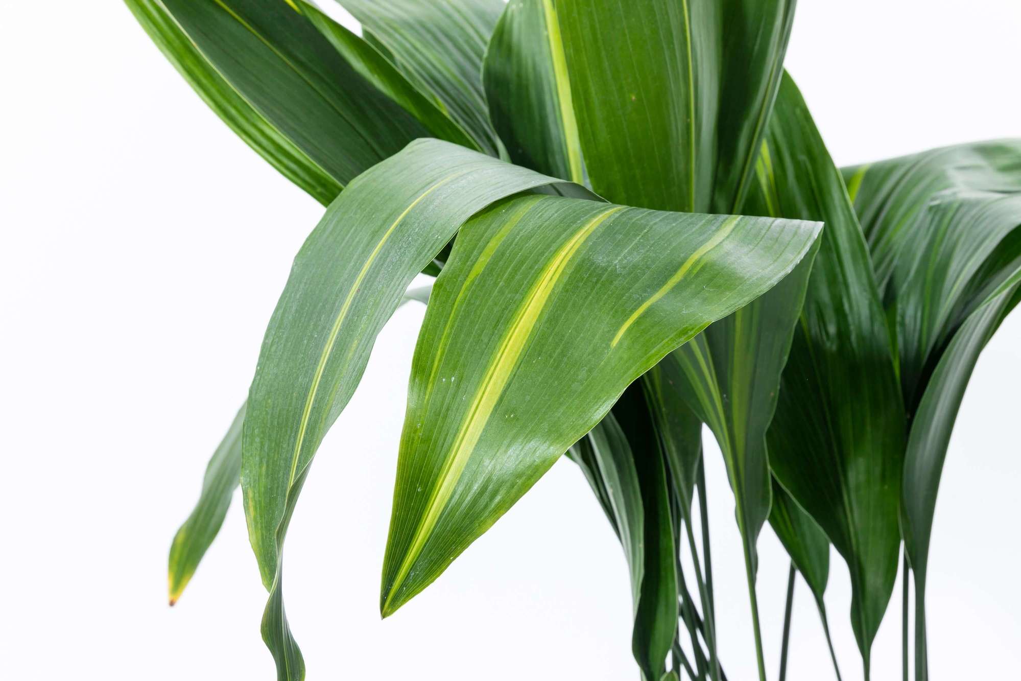 ハラン 観葉植物 植栽 常緑多年草