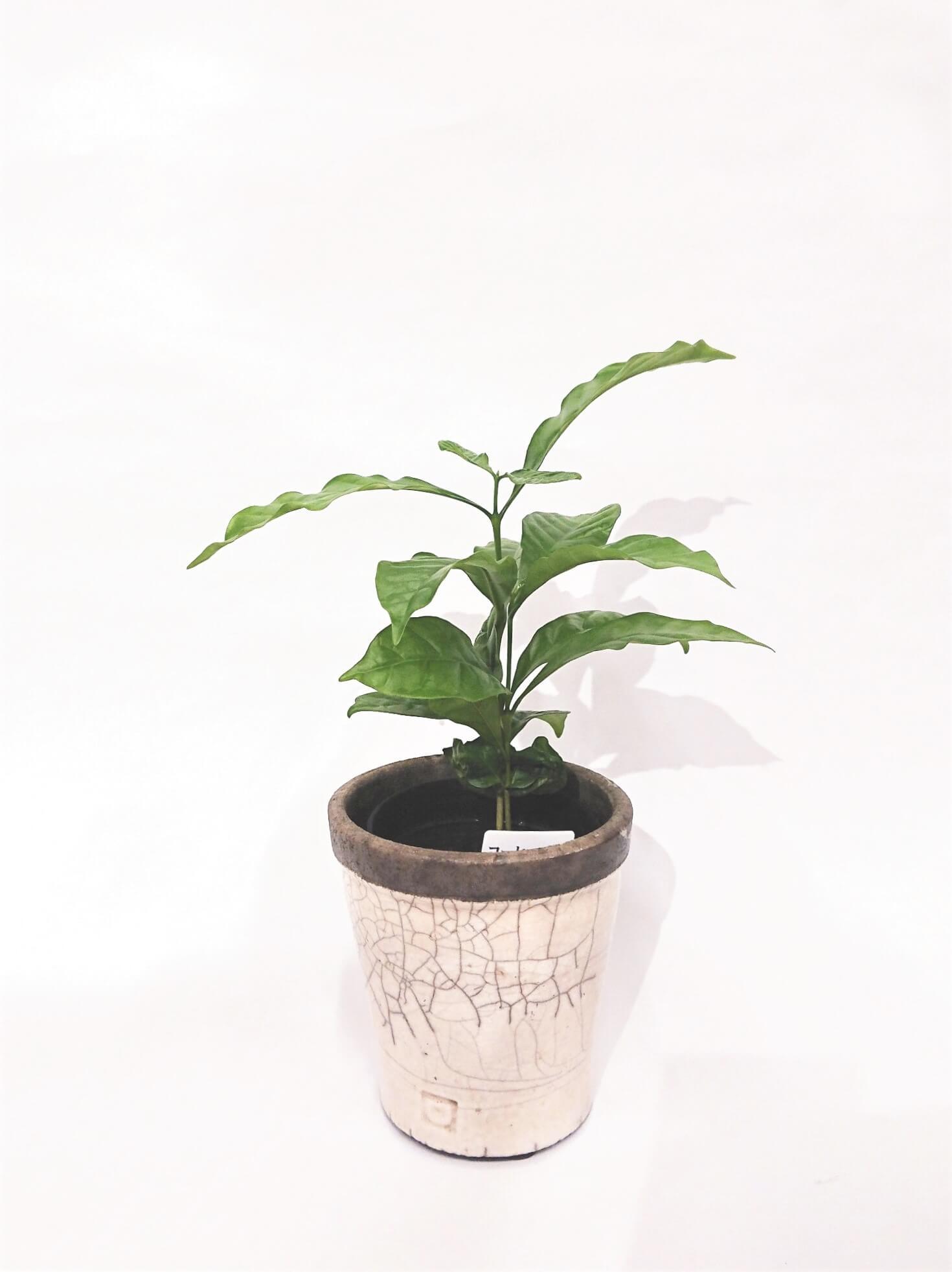 コーヒーの木 コーヒーノキ 観葉植物 インテリアグリーン