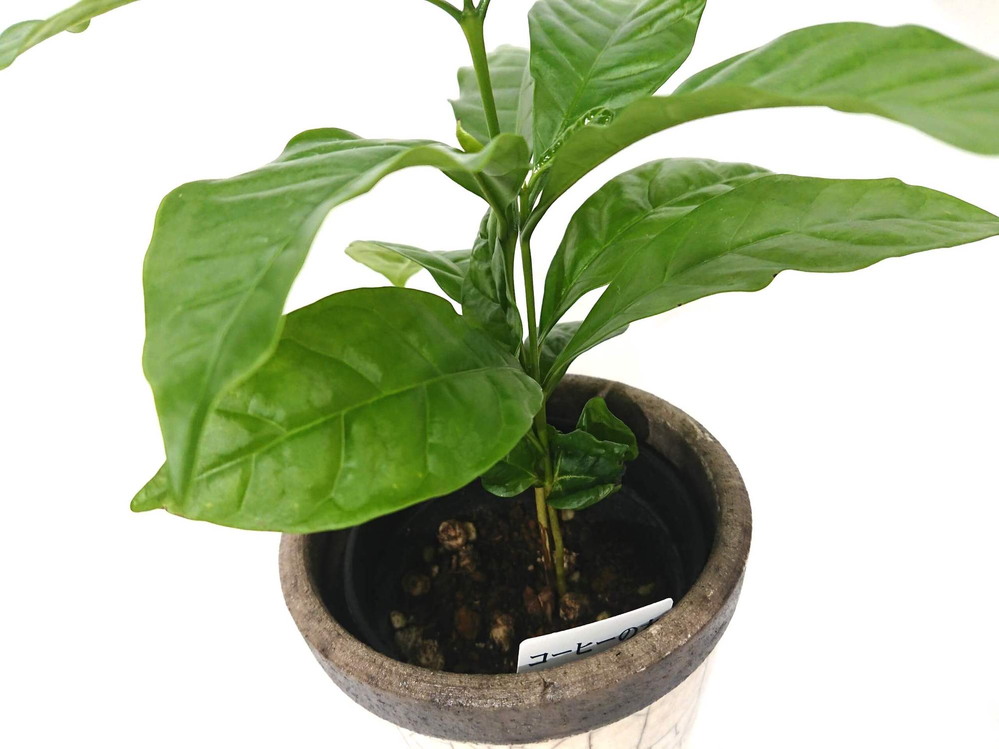 コーヒーの木 コーヒーノキ 観葉植物 インテリアグリーン