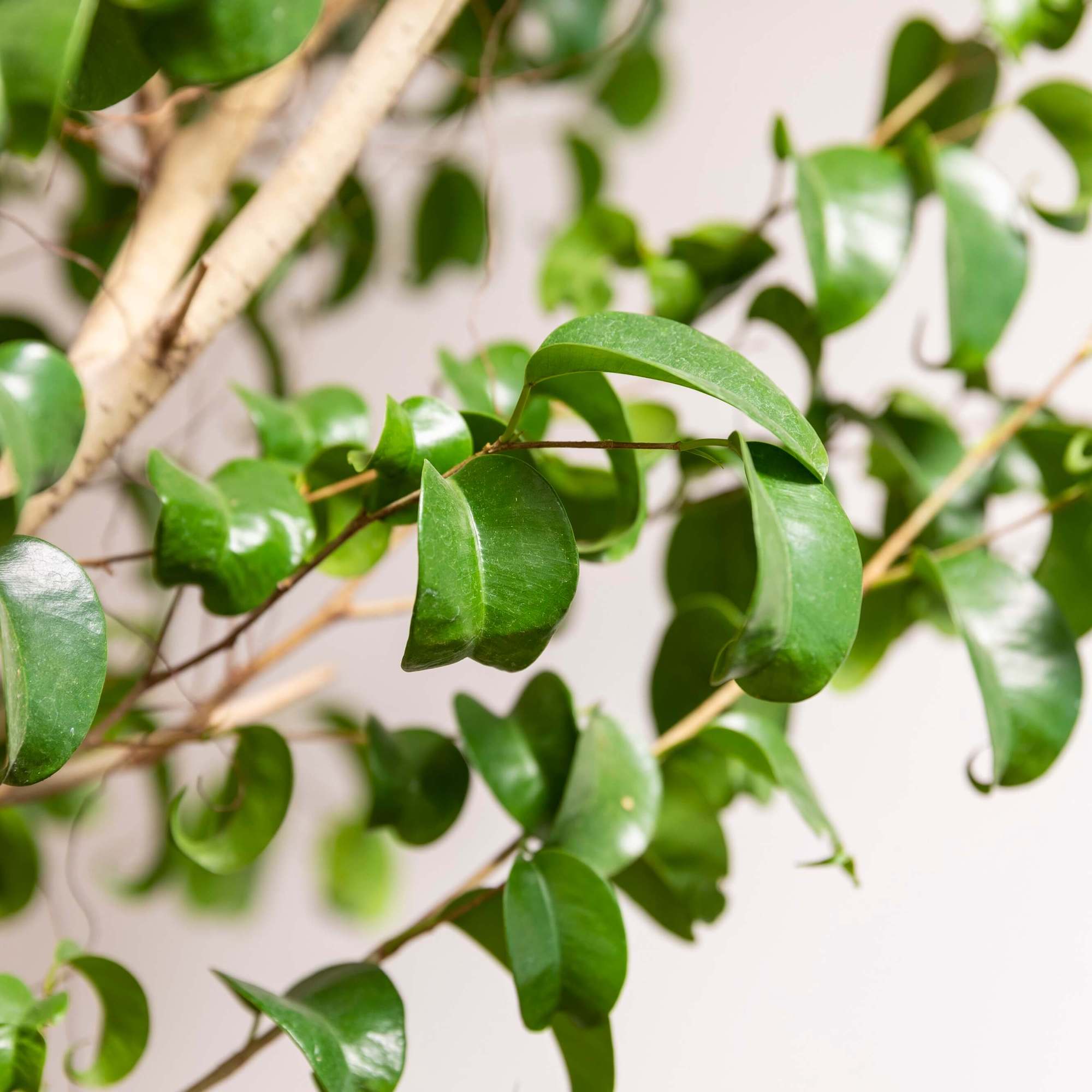 スタシオン 観葉植物